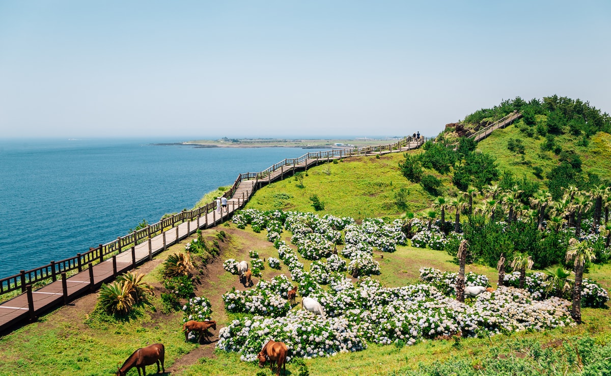 Jeju Island. Photo: iStock