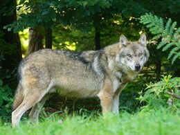 Controversial Study Says Wolves Can Help Scotland Meet Climate Goals. Here's How