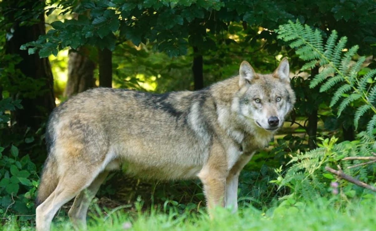 Controversial Study Says Wolves Can Help Scotland Meet Climate Goals. Here's How Controversial Study Says Wolves Can Help Scotland Meet Climate Goals. Here's How