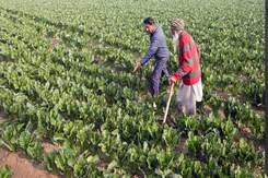 Budget 2025: Agritech Industry Updeat Budget 2025: Agritech Industry Updeat