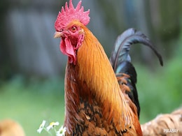 Kerala Man Files Complaint Over Noisy Rooster. Then This Happened Kerala Man Files Complaint Over Noisy Rooster. Then This Happened