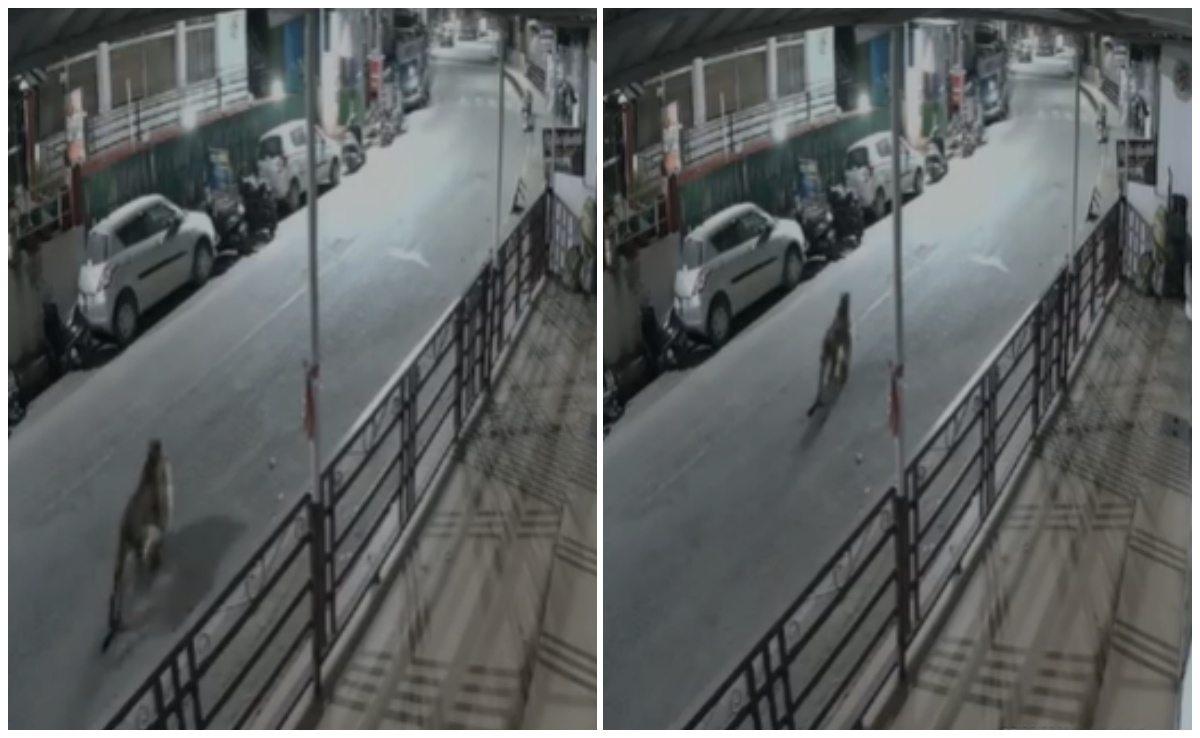 कुत्ते को जबड़े में दबोच ले जा रहा था गुलदार, लोगों में छाया खौफ; सामने आया वीडियो