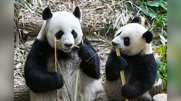 Are You A Panda Parent? The Parenting Style That Helps Raise Independent Kids