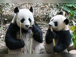 Are You A Panda Parent? The Parenting Style That Helps Raise Independent Kids Are You A Panda Parent? The Parenting Style That Helps Raise Independent Kids