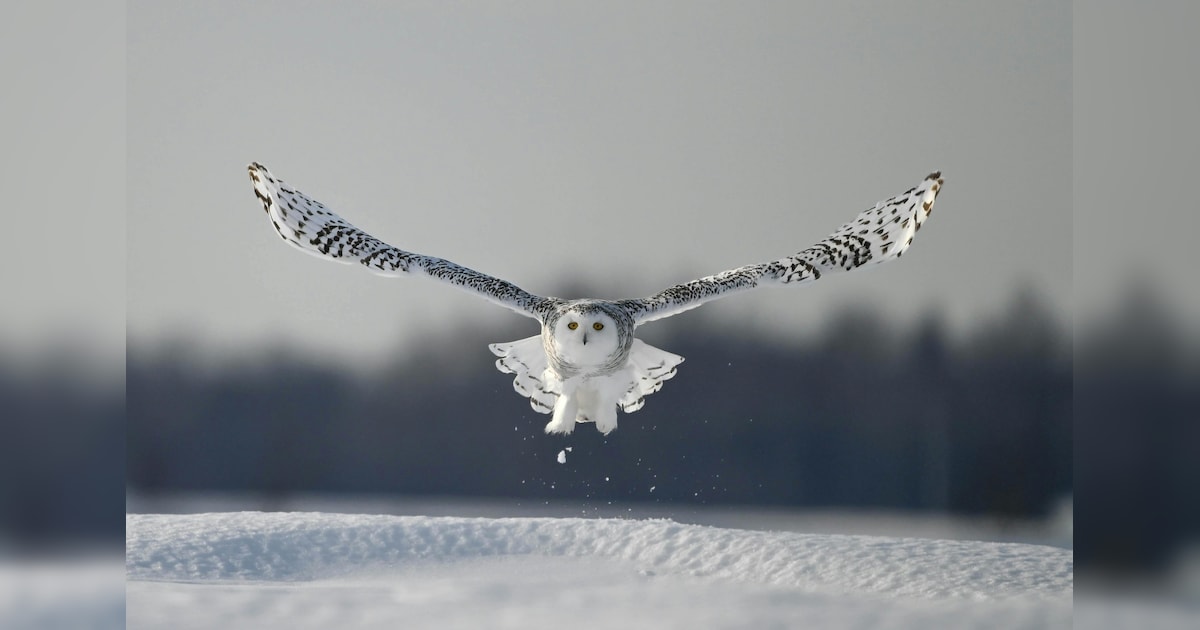 Interesting Facts About Snowy Owl