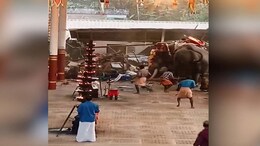 3 Killed As 2 Elephants Run In Panic, Cause Stampede At Kerala Temple