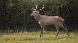 Accused Of Hunting Deer, Maharashtra Man Threatened In Name Of Lawrence Bishnoi: Cops