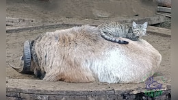Video: Cat And Sheep Named 'Couple Of The Year' At Ukraine Zoo