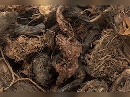 अनगिनत स्वास्थ्य लाभों से भरपूर है ये अजीब सी दिखने वाली चीज, डॉक्टर ने बताया किन समस्याओं के लिए है काल