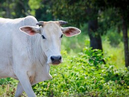 गाय को हर दिन रोटी खिलाने से मिलते हैं क्या फायदे, इसके पीछे का धार्मिक और वैज्ञानिक महत्व जानिए यहां