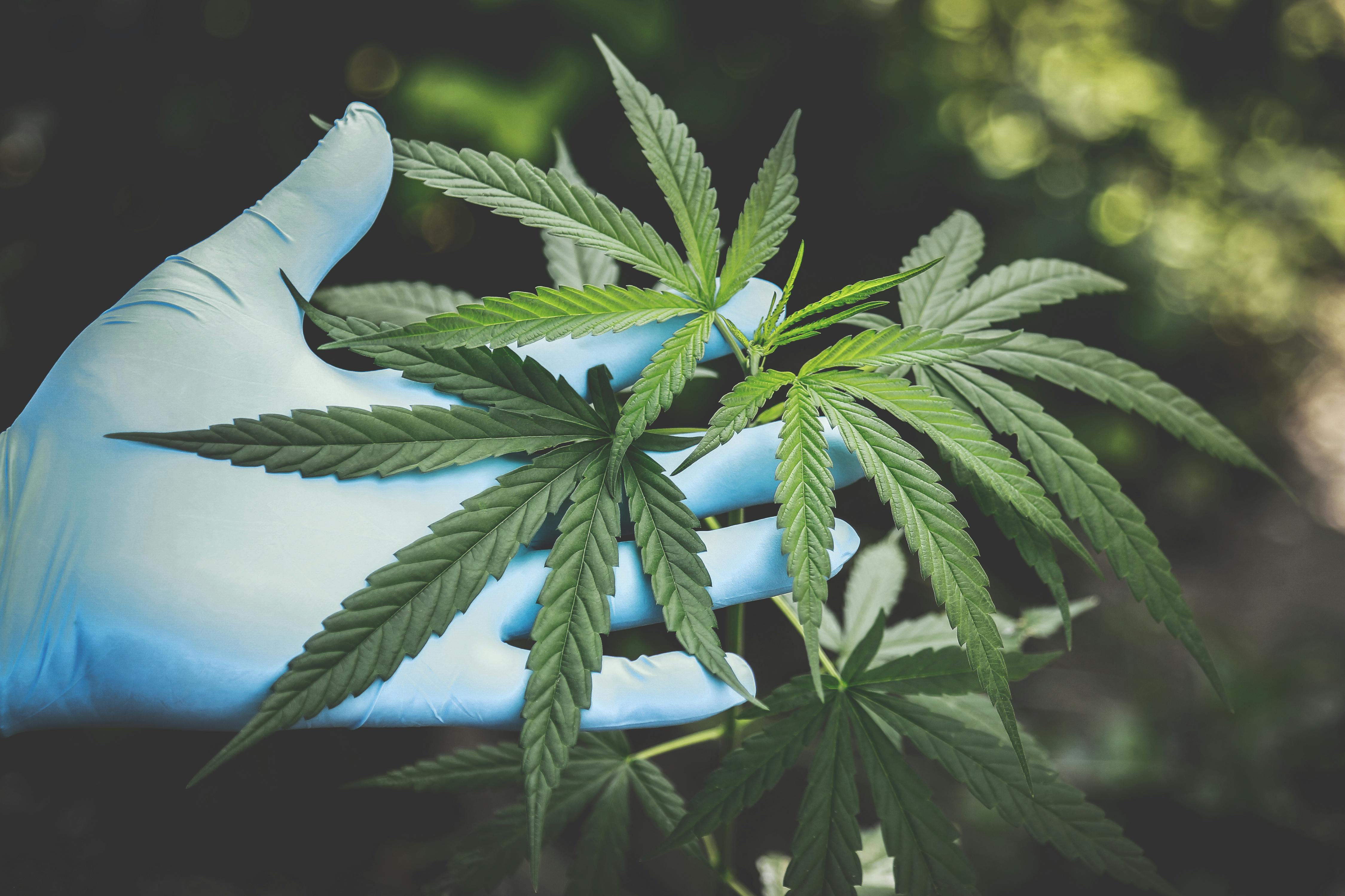 Telugu Film In Trouble With Cops Over Cannabis Cultivation Scenes In Trailer
