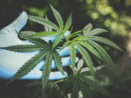 Drug Dealer In UK Avoids Deportation After Promising To Only "Smoke Cannabis" Drug Dealer In UK Avoids Deportation After Promising To Only "Smoke Cannabis"