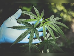 Telugu Film In Trouble With Cops Over Cannabis Cultivation Scenes In Trailer