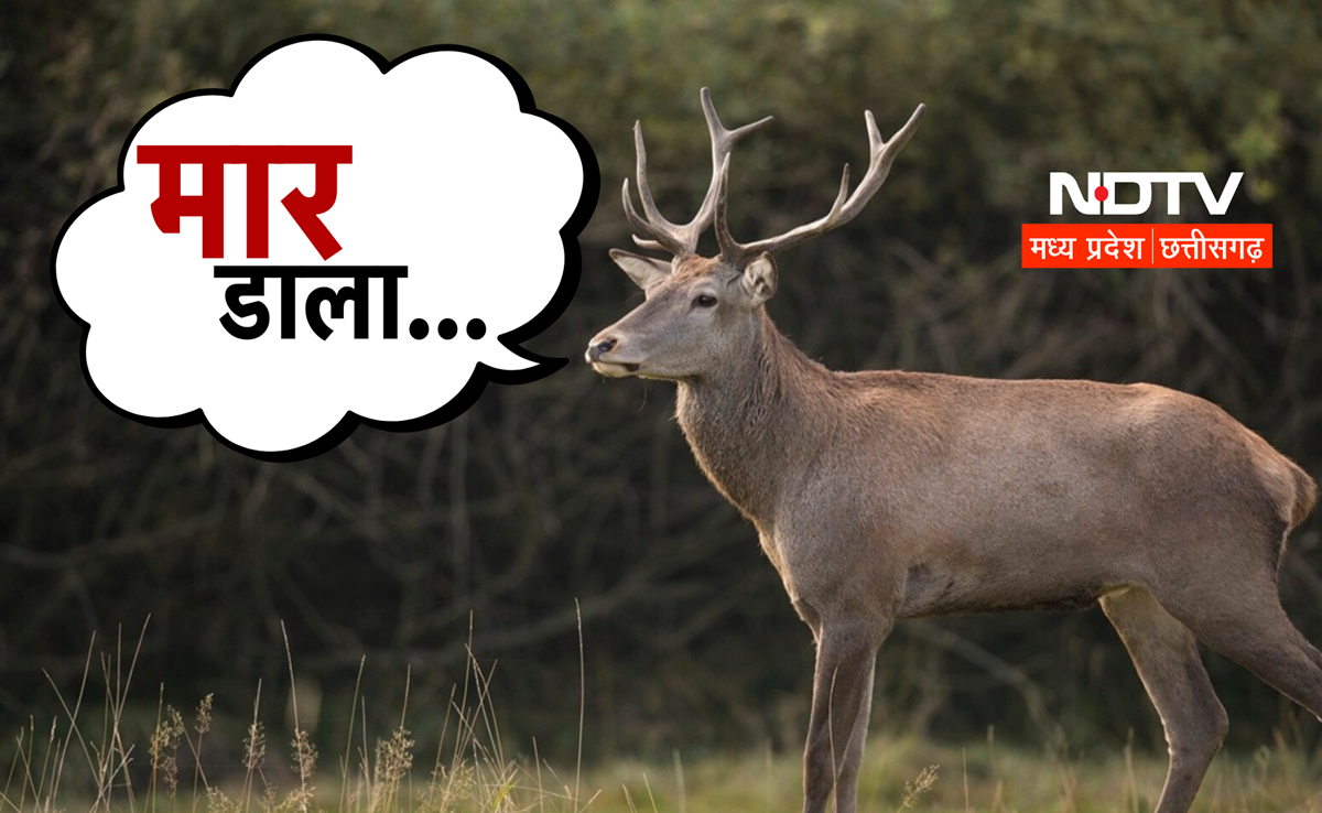 Poaching Case: सचिव जी की कार से मिली हिरण की खाल ! ऐसे खुली पोल, बड़ा सवाल- किसने किया शिकार?