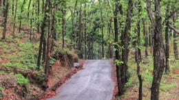 Forest Funds Used For Buying iPhones, Laptops In Uttarakhand: CAG Report