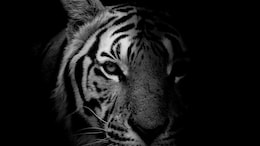 Tiger Killed : वाघांची शिकार करणारी बहेलिया जमात मूळची कुठली?&nbsp;ही टोळी कशी काम करते?