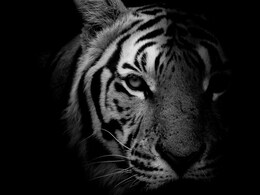 Tiger Killed : वाघांची शिकार करणारी बहेलिया जमात मूळची कुठली? ही टोळी कशी काम करते? Tiger Killed : वाघांची शिकार करणारी बहेलिया जमात मूळची कुठली? ही टोळी कशी काम करते?