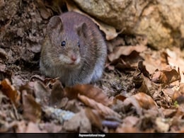 In Major Breakthrough, Mice Created With Two Fathers And No Mother Reach Adulthood In Major Breakthrough, Mice Created With Two Fathers And No Mother Reach Adulthood