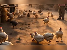 छत्तीसगढ़ में बर्ड फ्लू, रेपिड रिस्पांस टीम गठित, सीएम साय ने कलेक्टरों को दिए ये निर्देश