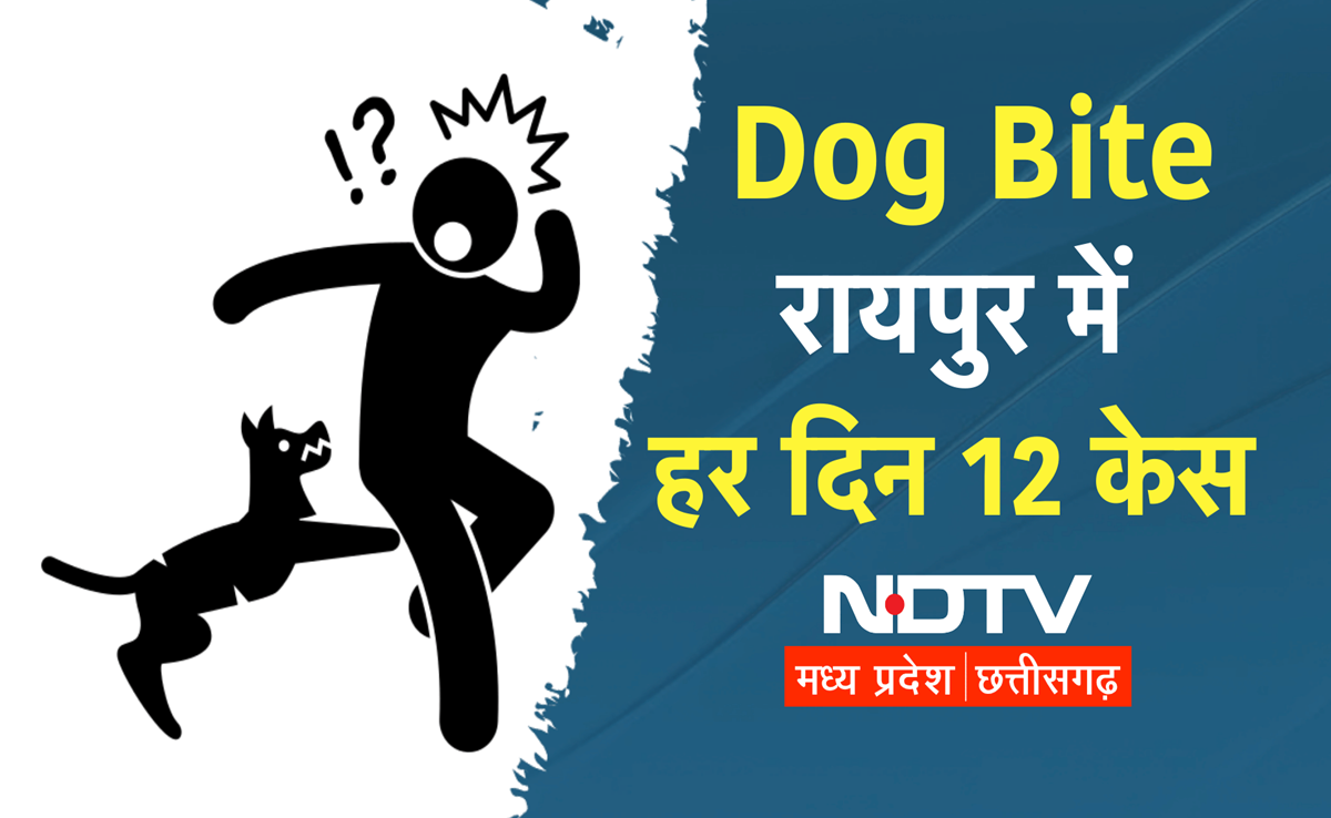 Dog Bite Case: 49 दिन में 599 लोगों का शिकार! रायपुर में स्ट्रीट डॉग्स का आतंक, नगर निगम के उपाय फेल
