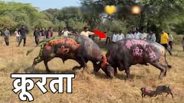 भैंसों को करवाया नशा ! फिर आपस में लड़वाया, मंदिर के सामने मैदान में जुटी थी भारी भीड़