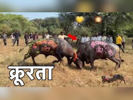 भैंसों को करवाया नशा ! फिर आपस में लड़वाया, मंदिर के सामने मैदान में जुटी थी भारी भीड़