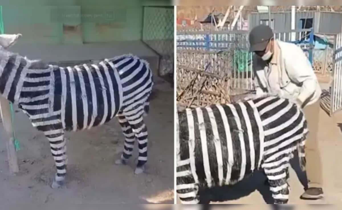 Video Zoo में नहीं था जेब्रा, लोगों को दिखाने के लिए चिड़ियाघर ने गधे