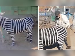 Video: Zoo में नहीं था जेब्रा, लोगों को दिखाने के लिए चिड़ियाघर ने गधे के साथ कर दिया खेला Video: Zoo में नहीं था जेब्रा, लोगों को दिखाने के लिए चिड़ियाघर ने गधे के साथ कर दिया खेला