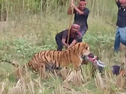 On Camera, Tiger Attacks Forest Worker In Sundarbans. How He Was Rescued On Camera, Tiger Attacks Forest Worker In Sundarbans. How He Was Rescued