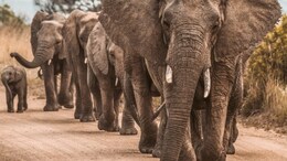 3 Trampled To Death By 2 Wild Elephants In Madhya Pradesh Forest