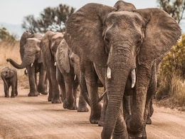 3 Trampled To Death By 2 Wild Elephants In Madhya Pradesh Forest 3 Trampled To Death By 2 Wild Elephants In Madhya Pradesh Forest