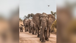 Herd Of Wild Elephants Claims 7 Lives In 4 Days In Jharkhand