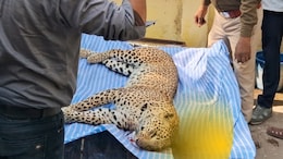 Rajasthan: बूंदी में रुक नहीं रहा वन्यजीवों की मौतों का सिलसिला, टाइगर की मौत के बाद अब मिला मादा पैंथर का शव&nbsp;