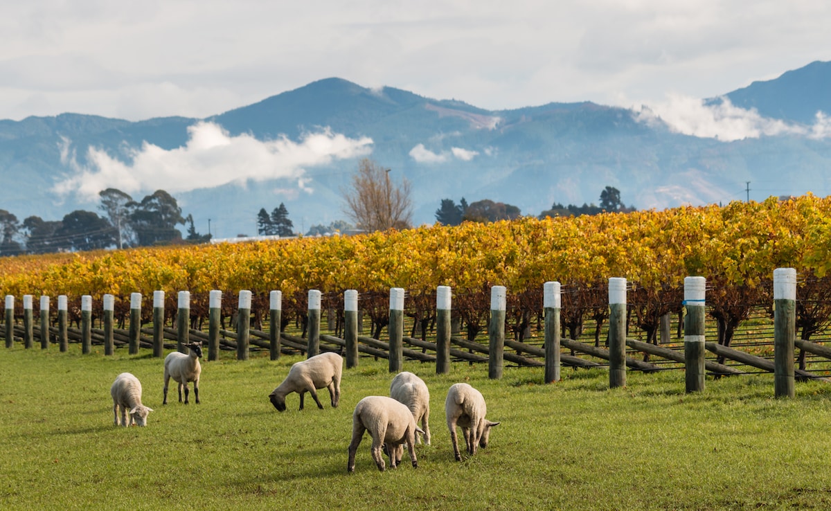 Marlborough. Photo: iStock Marlborough. Photo: iStock