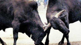 सांडों के हमले में युवक की हुई थी मौत, कोर्ट ने सरकार और पंचायत सम&zwj;ित&zwj;ि को माना ज&zwj;िम्&zwj;मेदार, अब देने होंगे 33.25 लाख