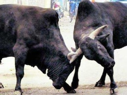 सांडों के हमले में युवक की हुई थी मौत, कोर्ट ने सरकार और पंचायत समिति को माना जिम्मेदार, अब देने होंगे 33.25 लाख सांडों के हमले में युवक की हुई थी मौत, कोर्ट ने सरकार और पंचायत समिति को माना जिम्मेदार, अब देने होंगे 33.25 लाख