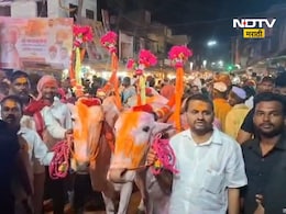 Sangli News: चक्क बैलांना बॉडीगार्ड! सांगलीच्या पठ्ठ्याची राज्यभर चर्चा, काय आहे प्रकरण? Sangli News: चक्क बैलांना बॉडीगार्ड! सांगलीच्या पठ्ठ्याची राज्यभर चर्चा, काय आहे प्रकरण?