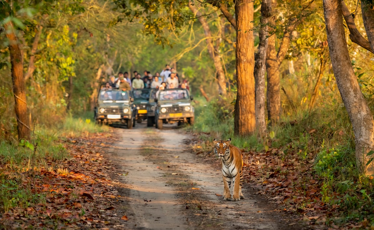 Pilibhit Tiger Reserve. Photo: iStock Pilibhit Tiger Reserve. Photo: iStock