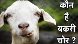 Baloda Bazar: घर से 30 बकरा-बकरी को चुरा ले गए थे चोर, पुलिस ने 3 आरोपियों को किया गिरफ्तार