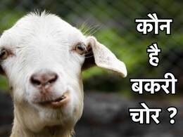 Baloda Bazar: घर से 30 बकरा-बकरी को चुरा ले गए थे चोर, पुलिस ने 3 आरोपियों को किया गिरफ्तार Baloda Bazar: घर से 30 बकरा-बकरी को चुरा ले गए थे चोर, पुलिस ने 3 आरोपियों को किया गिरफ्तार