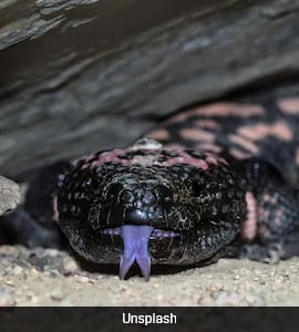 Ozempic: How The Venom Of A Lizard Paved Way For Popular Diabetes Drug