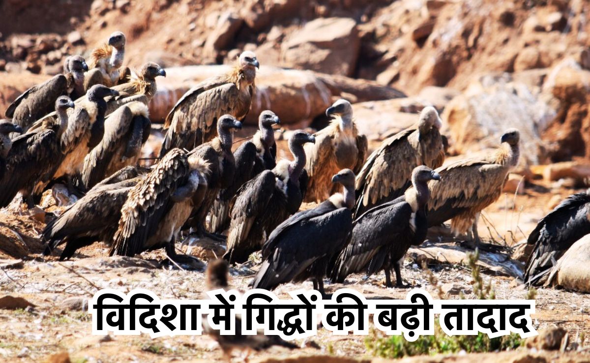 Vulture Counting: खुशखबरी! विदिशा में बढ़ गई गिद्धों की संख्या, दो साल में इतनी बढ़ी आबादी?