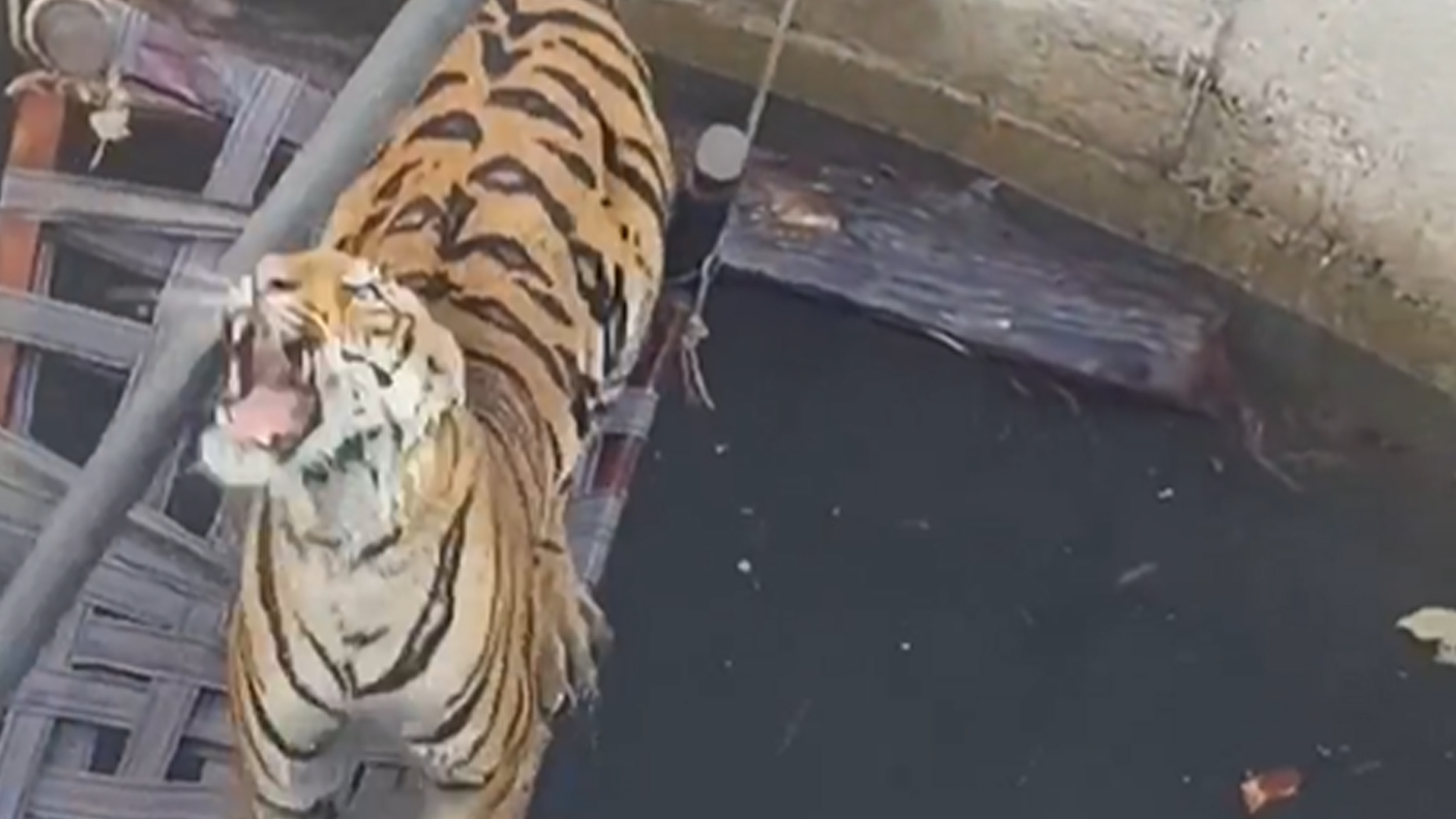 Villagers, Officials Use Cot And Rope To Rescue Tiger From Well