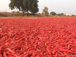 Marwar Mathania Mirch: लंबाई 6-7 इंच, तीखापन ऐसा कि दिमाग झन्ना जाए; जोधपुर के मथानिया का लाल मिर्च क्यों है इतना खास? Marwar Mathania Mirch: लंबाई 6-7 इंच, तीखापन ऐसा कि दिमाग झन्ना जाए; जोधपुर के मथानिया का लाल मिर्च क्यों है इतना खास?