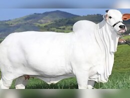 Ongole cow: गाय आहे की काय आहे? गायीची किंमत तब्बल 410000000 रुपये