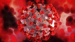 New Bat Virus Discovered In China: Know What Is HKU5-CoV-2