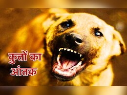 मध्य प्रदेश में कुत्तों का आतंक: ग्वालियर में 200 तो भोपाल में 30 लोग हर दिन Dog Bite का शिकार, स्कूली बच्चे ज्यादा बन रहे निशाना