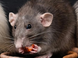 मौसम बदलते ही घर में घुसने लगे हैं चूहे और कॉकरोच, यह तेल भगा देगा सारे कीट बाहर, यूं करें इस्तेमाल मौसम बदलते ही घर में घुसने लगे हैं चूहे और कॉकरोच, यह तेल भगा देगा सारे कीट बाहर, यूं करें इस्तेमाल