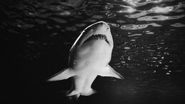 DNA Analysis Reveals Killers Of Great White Shark Found Mysteriously Dead On Beach