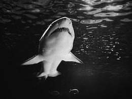 DNA Analysis Reveals Killers Of Great White Shark Found Mysteriously Dead On Beach DNA Analysis Reveals Killers Of Great White Shark Found Mysteriously Dead On Beach